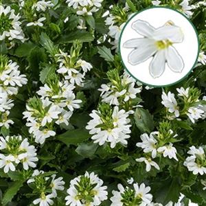 Afbeelding van Scaevola P12 geen kleur White
